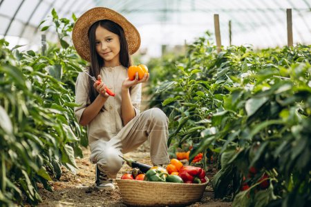Téléchargez les photos : Jeune fille cueillette de légumes en serre - en image libre de droit