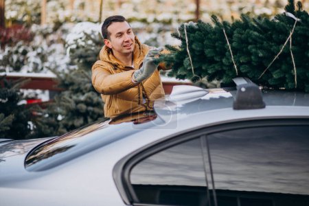 Photo for Young man delivering christmas tree on car - Royalty Free Image