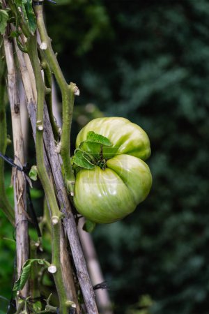 Photo for Young tomatoes of immature fruit on the branch with the orchard background. Concept of ecology and environment - Royalty Free Image