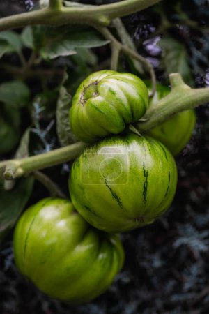 Photo for Cluster of green tomatoes on a branch on arizonica background - Royalty Free Image