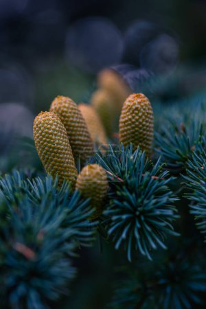 Photo for Pinus pinea. Close up of a pine tree with developing yellow cones. Needle shaped leaves in blue-green color and violet blurred background. Decorative concept of winter and Christmas. Selective focus. - Royalty Free Image