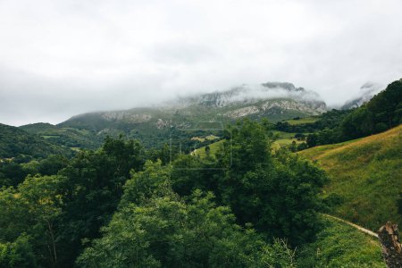 Photo for Horizontal nature landscape of a lush green forest with clouds and fog in the mountains. Concept of nature, forest and environment - Royalty Free Image