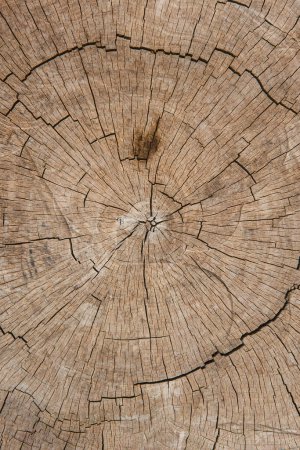 Photo for Close-up view of a sectioned tree trunk seen from above. Concept of textures, backgrounds and nature - Royalty Free Image
