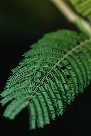 Photo for Vertical view of an Acacia seyal leaf on a black background and illuminated with natural light. Concept of nature and spring - Royalty Free Image