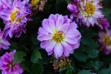 Foto de Vista frontal de flores rosas de Dahlia, Dahlia pinnata, con centro verde en flor. Floración, naturaleza y concepto de primavera - Imagen libre de derechos