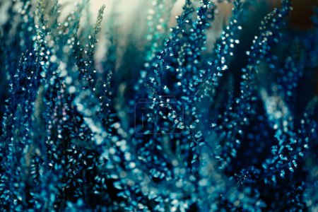 Photo for Horizontal abstract background of blue Calluna heather with natural light. Selective focus. Background concept, abstract and nature - Royalty Free Image