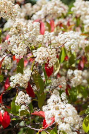 Photo for Photinia serrulada flowers in a sunny garden surrounded by red and green leaves. Concept of spring and flowering - Royalty Free Image