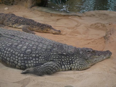 Photo for TWO CROCODILES LAYING ON THE SAND - Royalty Free Image