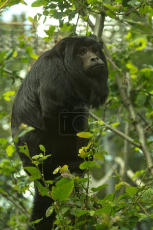 Téléchargez les photos : Le singe hurleur noir (Alouatta caraya). - en image libre de droit