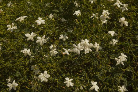 Photo for The Spanish jasmine, Royal jasmine, Catalan jasmine (Jasminum grandiflorum). - Royalty Free Image