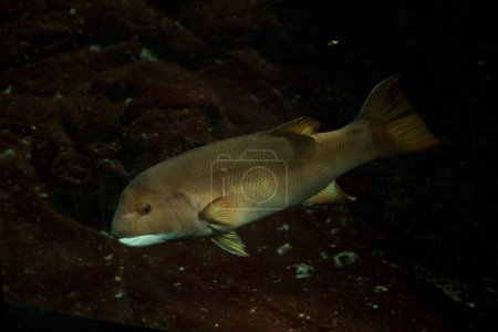 Photo for The California sheephead (Semicossyphus pulcher) . - Royalty Free Image