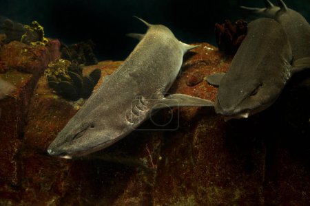 Téléchargez les photos : Le requin bambou gris (Chiloscyllium griseum)). - en image libre de droit