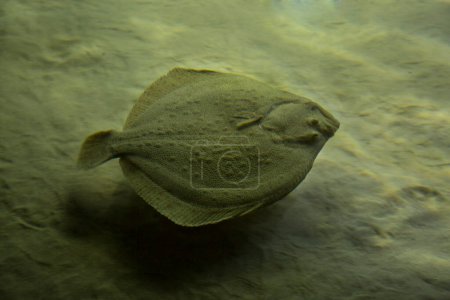 Téléchargez les photos : The turbot (Scophthalmus maximus). Species of flatfish in the family Scophthalmidae. - en image libre de droit