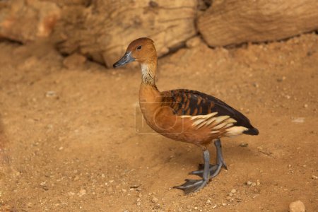 The fulvous whistling duck, fulvous tree duck (Dendrocygna bicolor). 