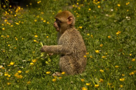 The Barbary macaque, Barbary ape (Macaca sylvanus).