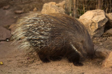 The Indian crested porcupine (Hystrix indica).