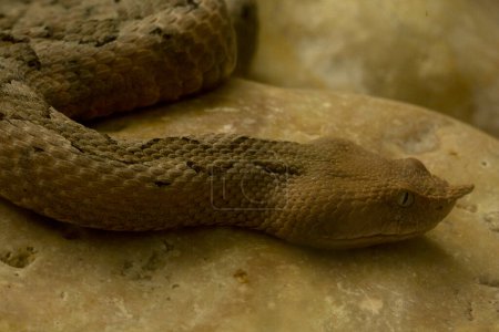 Horned viper, long-nosed viper, nose-horned viper, sand viper, poskok (Vipera ammodytes).