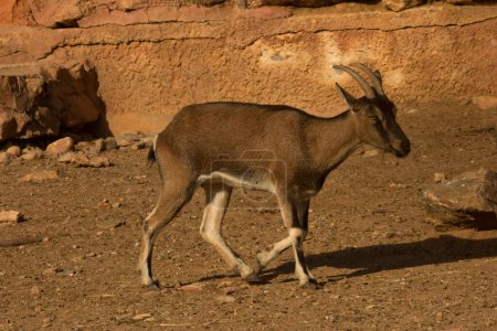 The kri-kri, Cretan goat, Agrimi, or Cretan Ibex (Capra hircus cretica), female.