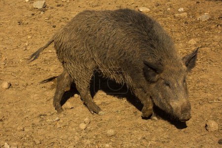 The wild boar, wild swine, common wild pig, Eurasian wild pig (Sus scrofa).
