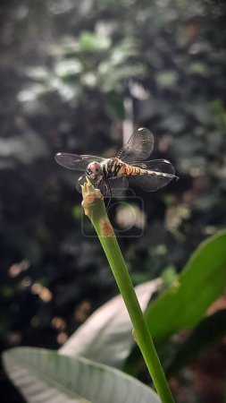Photo for Photo of a brown dragonfly with blurred background - Royalty Free Image