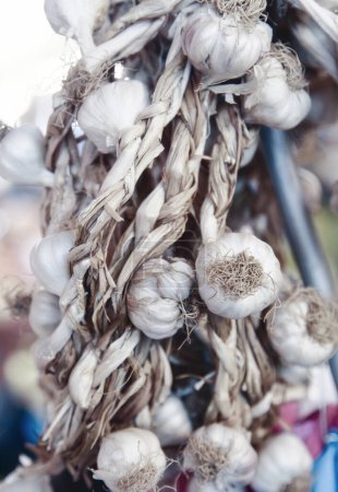 Photo for String of garlic bulbs hanging - Royalty Free Image
