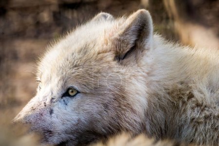 Téléchargez les photos : Gros plan sur la tête Loup arctique (Canis lupus arctos) sur l'herbe dans le parc naturel - en image libre de droit