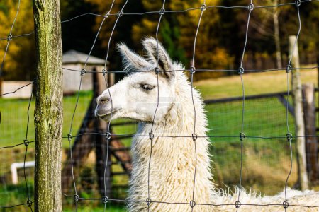 Photo for Close up of a alpaca (Lama pacos) - Royalty Free Image