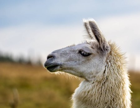 Photo for The Sweet Expression of an Alpaca's Face - Royalty Free Image