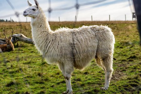 Photo for Alpaca (Lama pacos) in the zoo side profile - Royalty Free Image