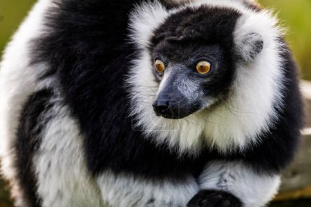 Photo for Black-and-white ruffed lemur (Varecia variegata) in captivity - Royalty Free Image