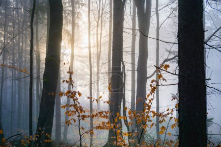 Acogedora escena del bosque otoñal con rayos de sol filtrándose a través de los árboles, destacando los colores de otoño