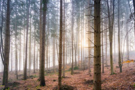 Friedlich surrealer Morgen in einem Wald mit sanftem Sonnenlicht, das durch den Nebel filtert