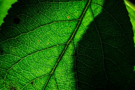 Close Up of a Green Leaf