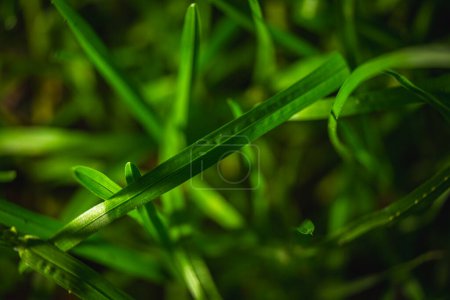 Close Up of Green Grass With Water Drops