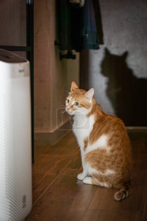 Orange and White Cat Sitting Near an Air Purifier in a Room