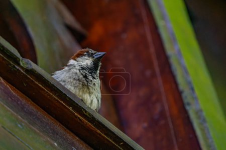 House Sparrow Perched on Roof