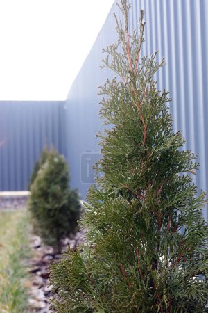 Young green thuja (Arborvitaes). The use of thuja in garden design