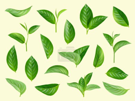 Ilustración de Hojas verdes. Plantas hierbas aromáticas naturales vector colección realista de hojas. Ilustración hoja verde y primavera orgánica floral fresca - Imagen libre de derechos