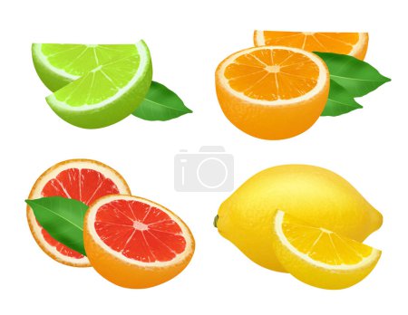 Illustration for Citrus products. Lime lemon grapefruits and orange natural healthy fruits vector food realistic picture. Grapefruit and lemon, lime and citrus whole illustration - Royalty Free Image