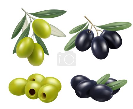 Illustration for Olive realistic. Greek nature food olive branches relax spa oil vector symbols. Illustration olive fruit green and black - Royalty Free Image