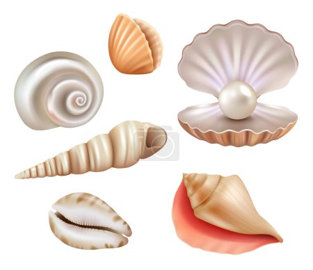 Illustration for Open seashells. Luxury pearls and marine objects from sea or ocean vector realistic set. Mollusk and shell, seashell with jewelry, precious illustration - Royalty Free Image
