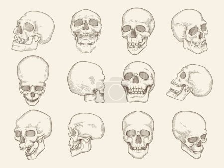 Téléchargez les illustrations : Crâne humain. Images d'anatomie des os de la tête avec des yeux et des illustrations vectorielles de la bouche du crâne dans différents points de vue. Crâne tête humaine, croquis squelette maléfique - en licence libre de droit