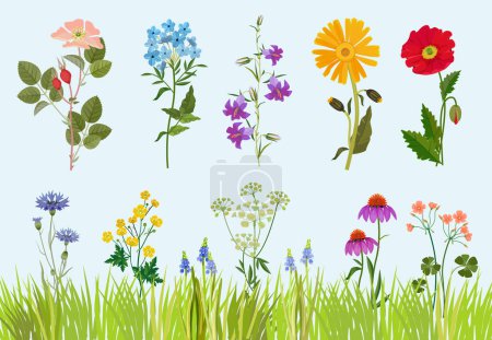 Illustration for Flowers collection. Botanical wild plants field meadow vector drawing in cartoon style. Blossom flower field, drawing wild botanical floral illustration - Royalty Free Image