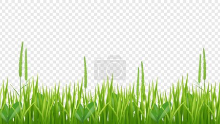 Téléchargez les illustrations : Bordure d'herbe verte. Champ réaliste ou prairie isolé sur fond transparent. Fond vectoriel végétal. Illustration prairie verte, pelouse - en licence libre de droit