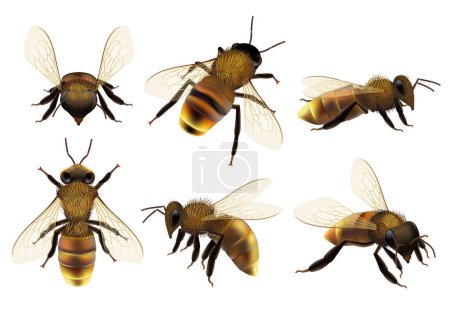 Illustration for Honeybee realistic. Different wildlife danger insects flying wasp natural botanical fauna vector closeup pictures of bee. Bee wasp realistic, buzzing honeybee illustration - Royalty Free Image