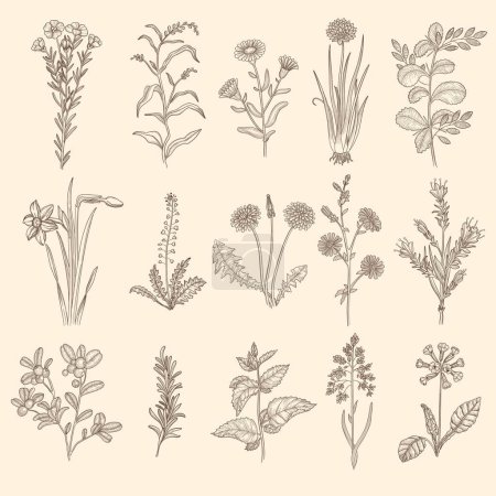 Illustration for Medical herbs sketch. Botanical floral therapy natural plants with leaves vector flowers collection. Medical floral botanical, natural plant therapy illustration - Royalty Free Image