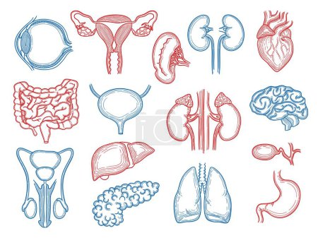 Illustration for Organs sketch. Human body parts medical anatomy set liver hearts kidney brain stomach vector. Illustration brain sketch, liver and kidney, intestines and spleen - Royalty Free Image