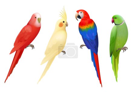 Illustration for Parrots. Tropical colorful exotic birds macaws nature animals vector realistic parrots collection. Realistic bird parrot, colorful animal fauna illustration - Royalty Free Image