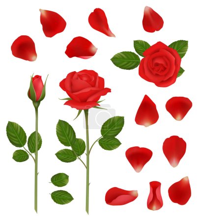 Rote Rosen. schöne romantische Blumen Knospen und Blütenblätter Blätter Natur Hochzeit Pflanzen Vektor realistische Sammlung. Illustration florale Pflanze, rotes Rosenblatt