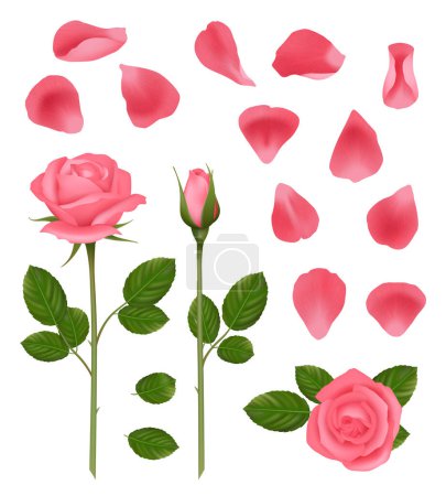 Illustration for Pink roses. Buds and petals of beautiful romantic wedding plants roses with leaves vector realistic pictures set. Rose bloom pink to, wedding decoration illustration - Royalty Free Image